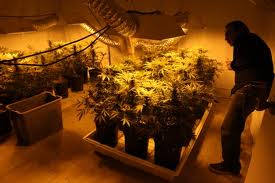 Incautan invernadero de marihuana en San Lorenzo