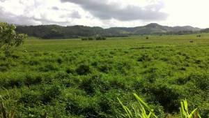 Senado aprueba declarar Reserva Agrícola finca La Hermosura en Las Piedras