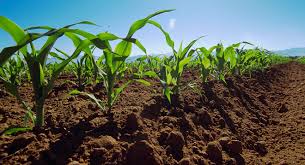 Agricultores dicen es el momento de sembrar en la isla