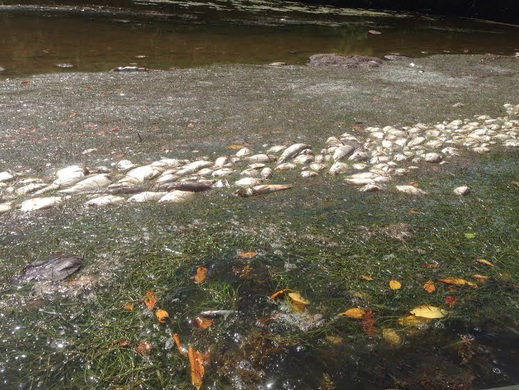 Mueren miles de peces en laguna bioluminiscente de Fajardo