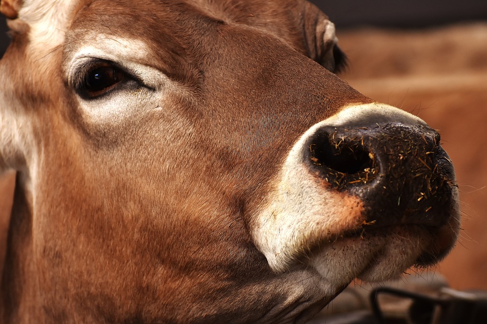 [AUDIO] Se las ven negras los productores de leche local