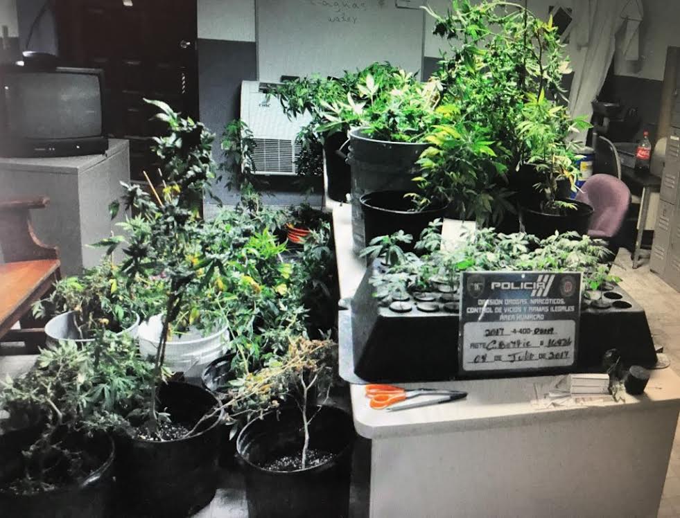 Ocupan 76 plantas de marihuana en residencia abandonada en Gurabo