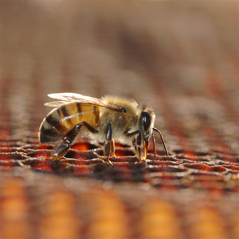 Buscan investigar las medidas de protección de las abejas en Salud y DRNA