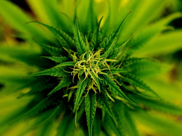 Ocupan cinco libras de marihuana en Caguas