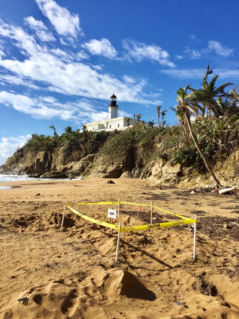 Maunabo reporta el primer nido de tinglar de Puerto Rico