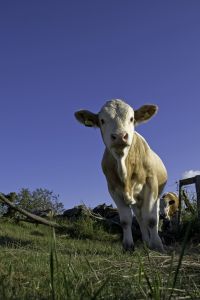 Las Piedras: Roban doce becerros en la finca La Paloma