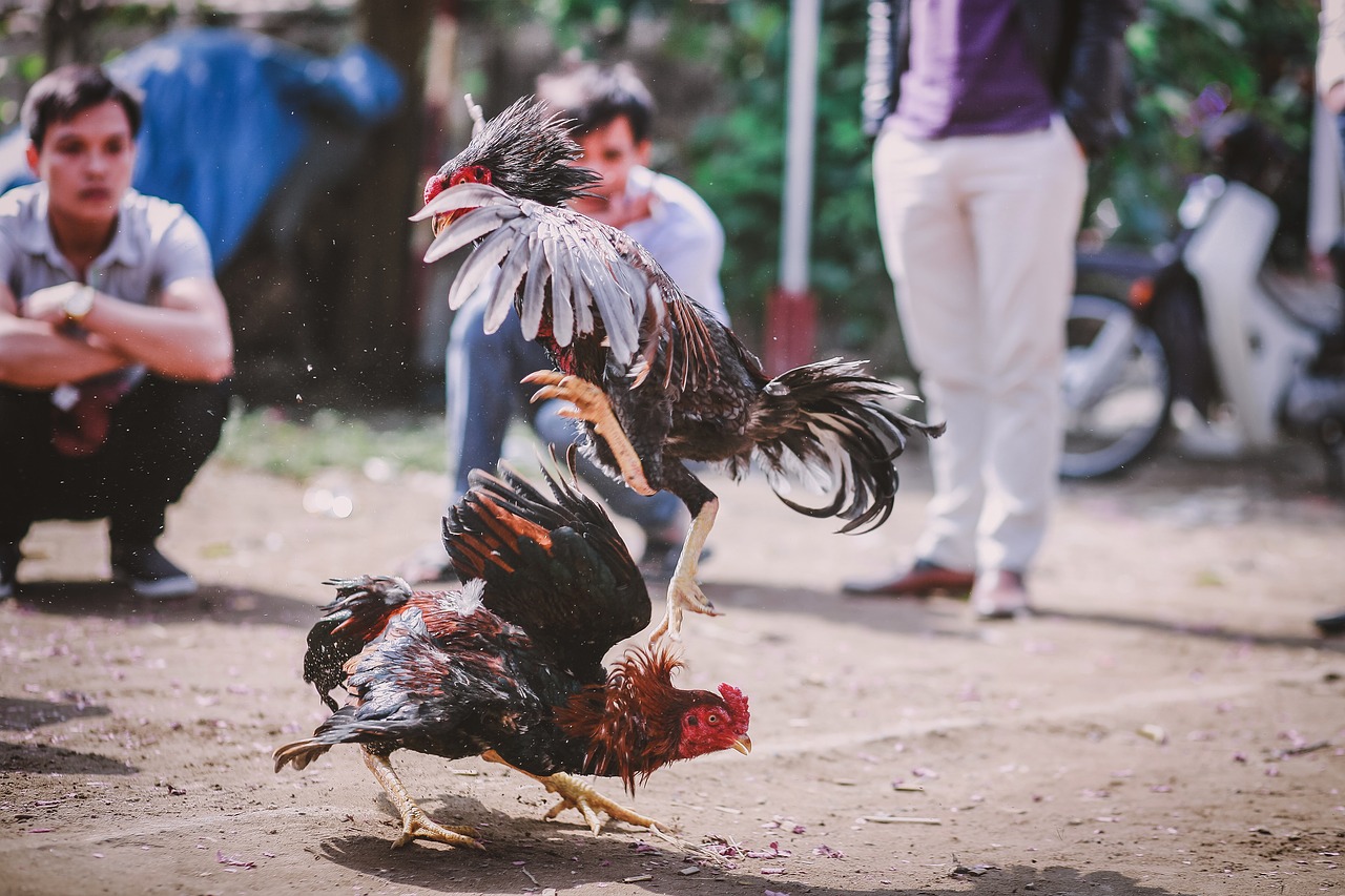 Dan la lucha por mantener las peleas de gallos vivas