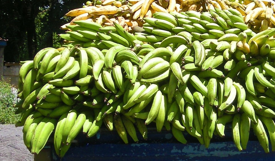 Roban cosecha de finca en Maunabo
