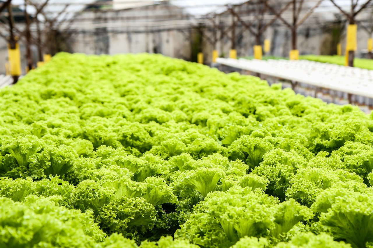 Primer Registro de Agricultores Hidropónicos