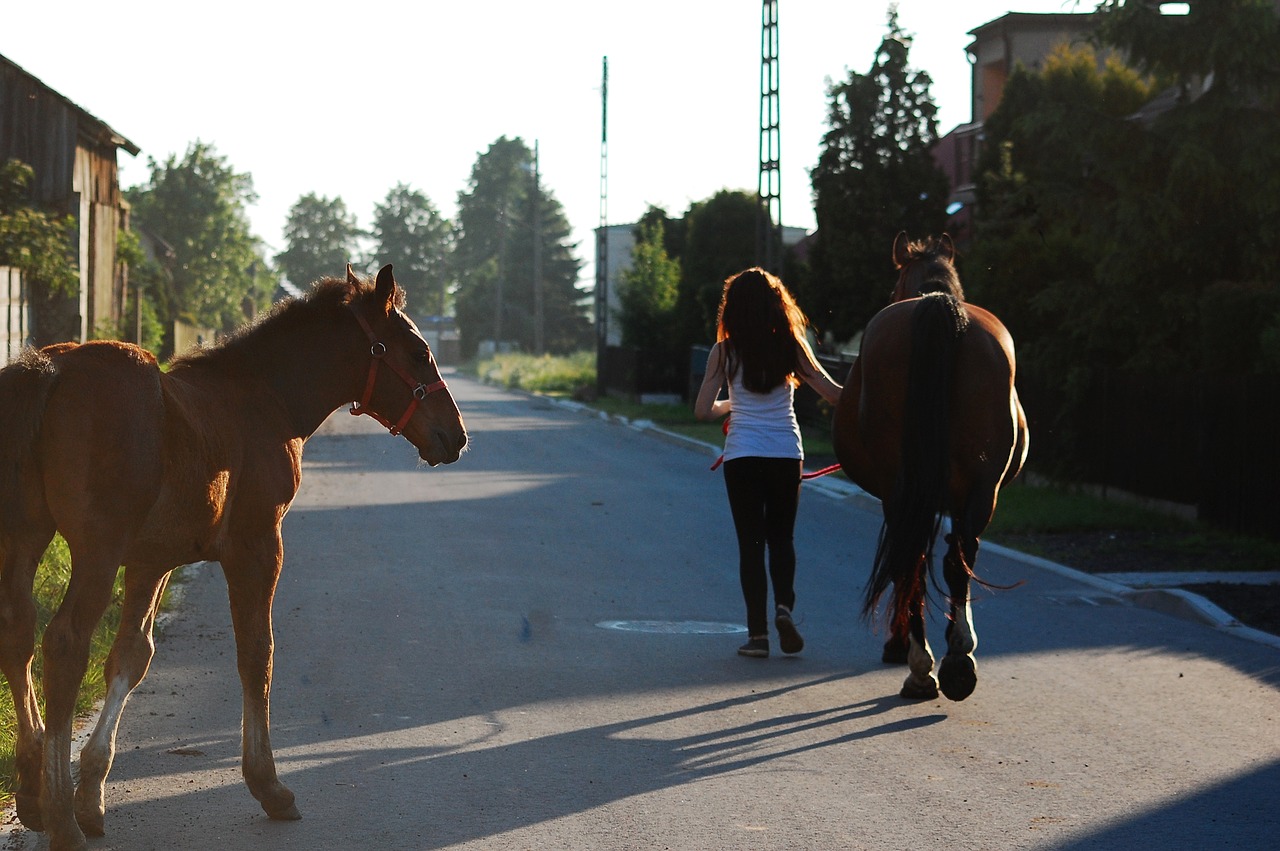 A revisar las leyes por conflictos con cabalgatas