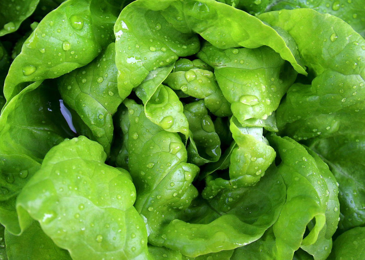 Brote de bacteria con lechuga de EE. UU.