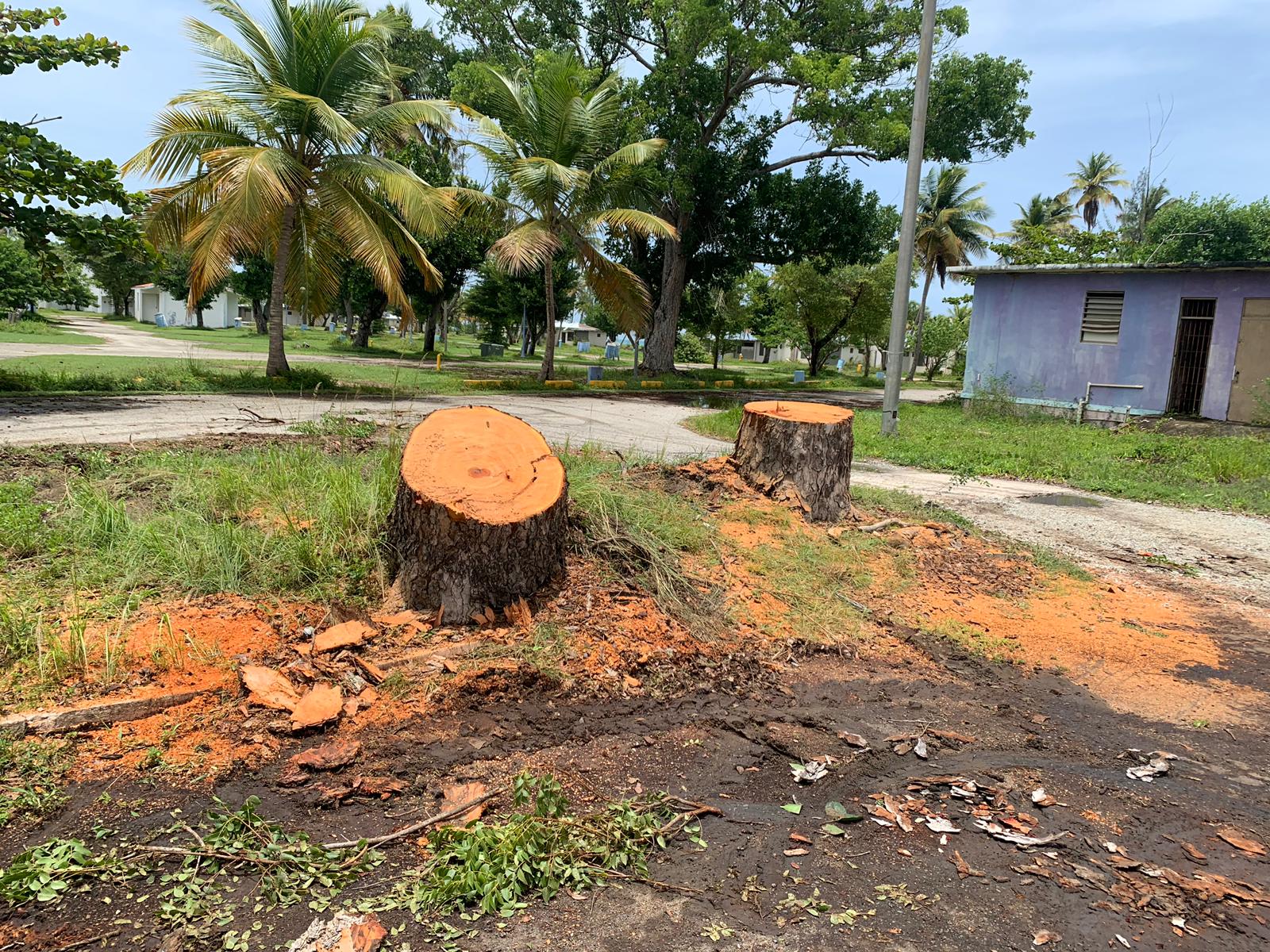 Alcalde de Humacao radica recurso legal por “masacre de árboles”