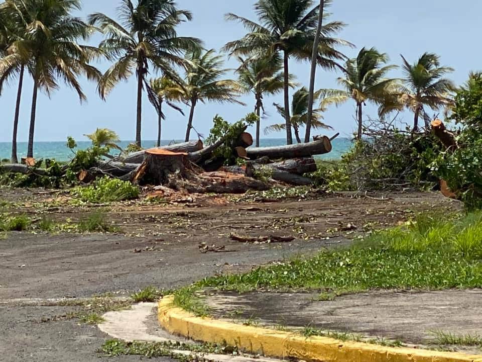 Indignación con la tala de 150 árboles en el balneario de Punta Santiago