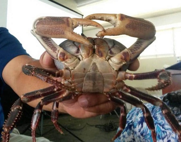 Pesca ilegal amenaza con la extinción del juey común en Maunabo