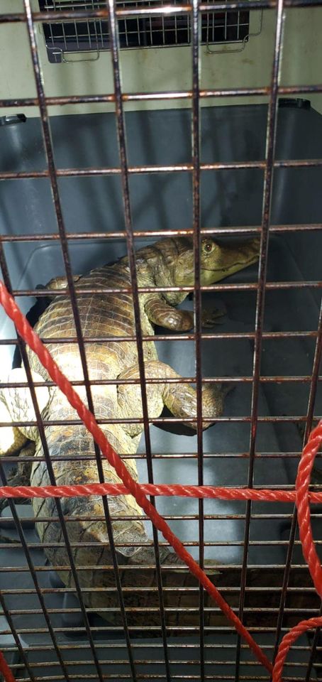 Capturan caimanes en Canóvanas