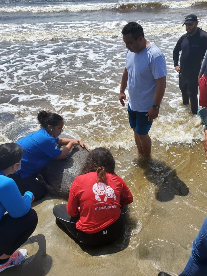 Mueren dos manatíes en Humacao