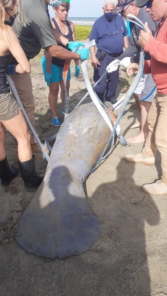 Enfermedades previas la causa principal de muerte en manatíes hallados en Punta Santiago