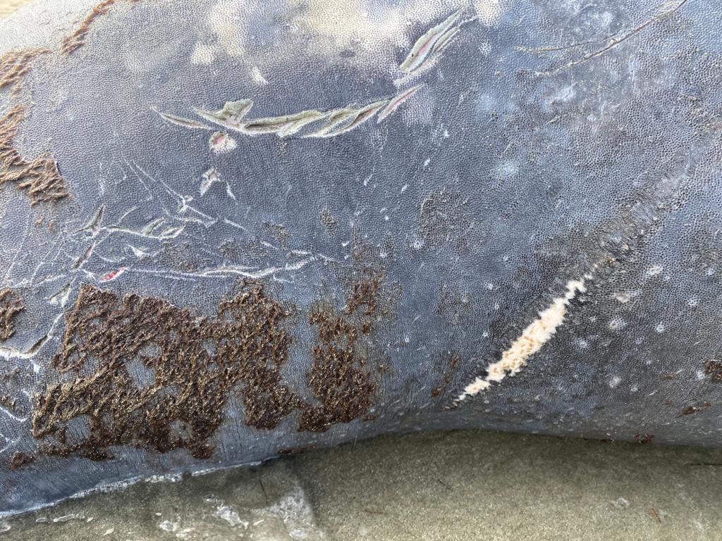 Alcalde de Humacao busca instalación de boyas en las costas para prevenir impactos con animales marinos