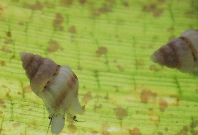 Pescadores de Naguabo desarrollan el cultivo de carruchos