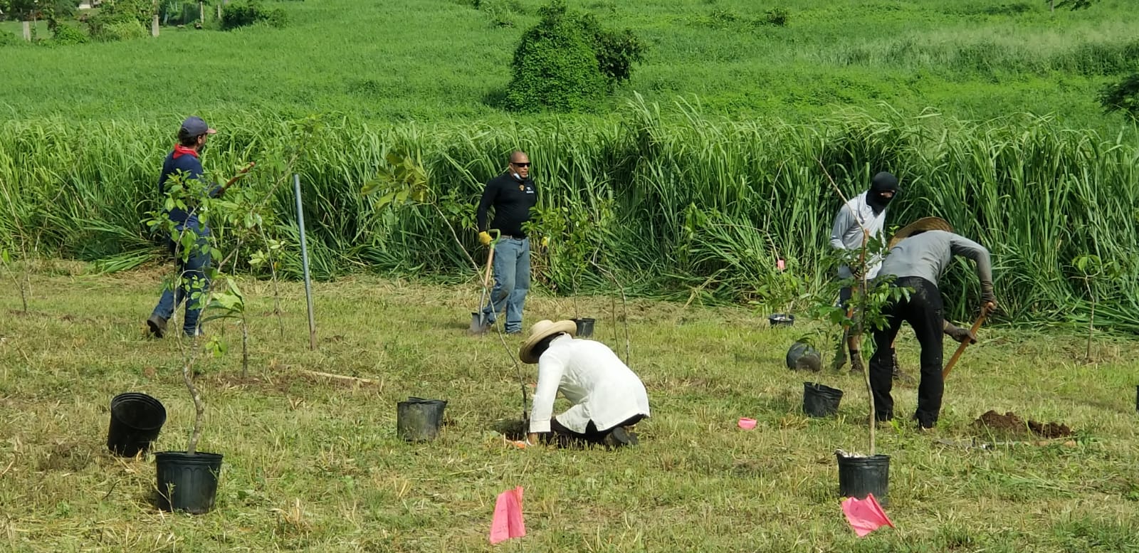 Solicitan voluntarios para sembrar árboles en Reserva de Maunabo