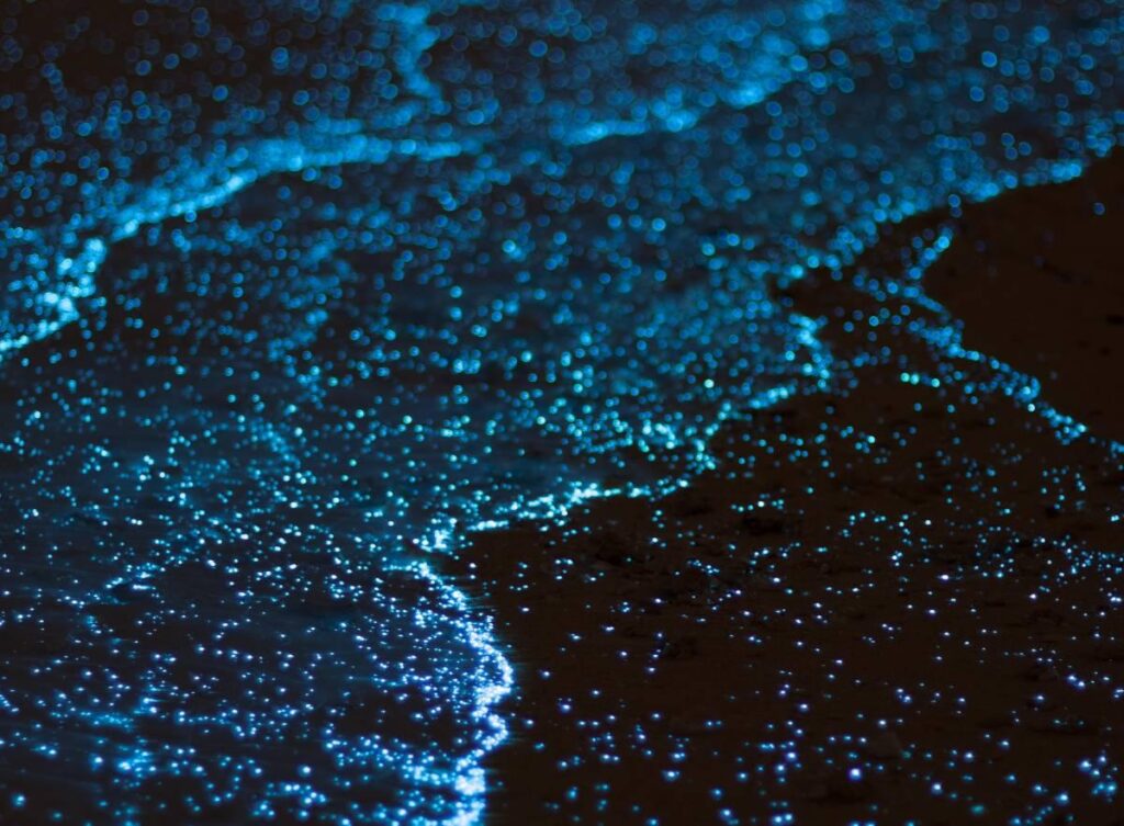 Organizaciones viequenses reciben fondos para restaurar Bahía Bioluminiscente