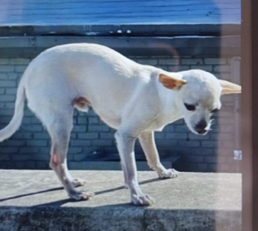 ¡Triste! Perrito de turista víctima de carjacking es encontrado muerto