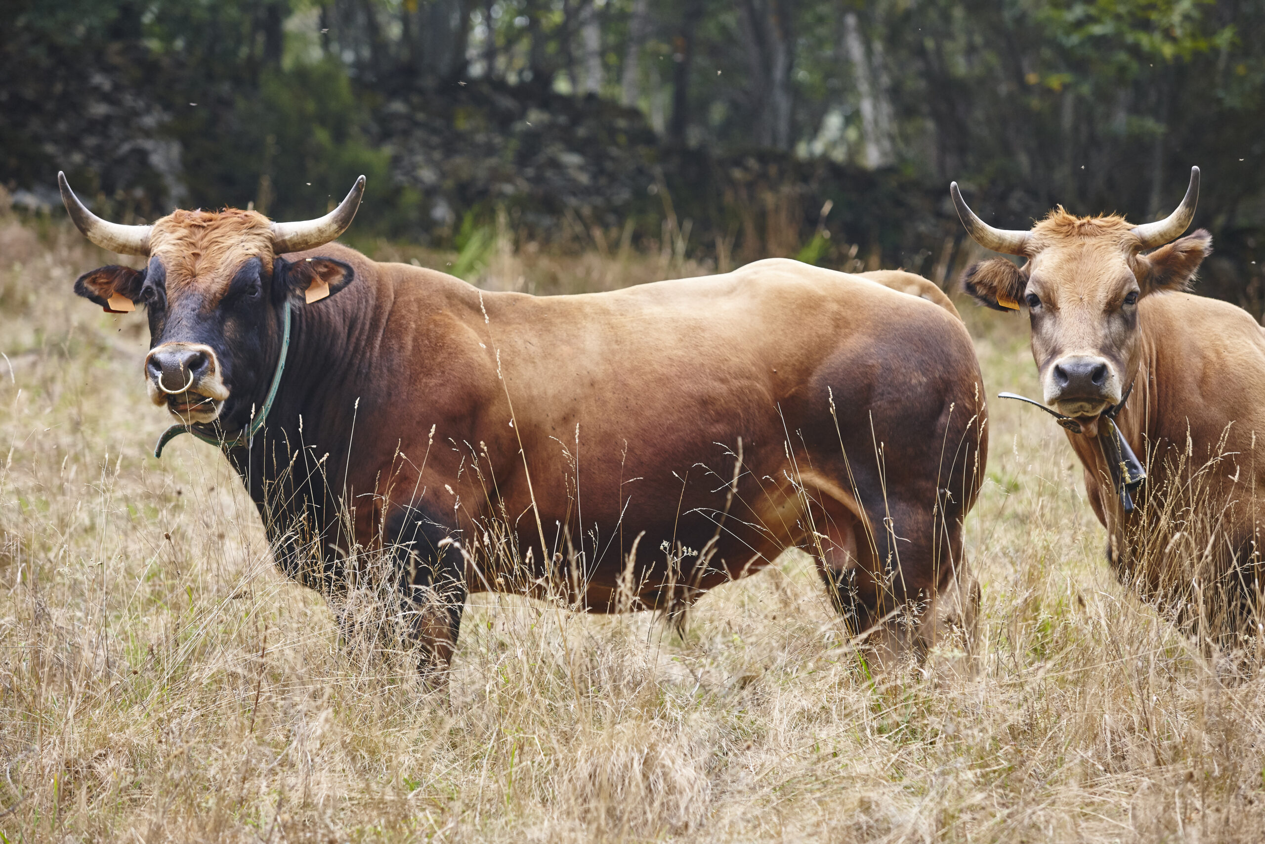 Se llevan cinco toros de una finca en Juncos