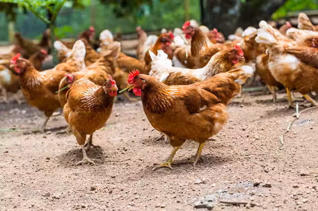Ofrecerán curso sobre crianza de gallinas y producción de huevos en la Casa Verde de Maunabo
