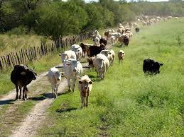 Hurtan 10 animales vacunos en una finca de Naguabo