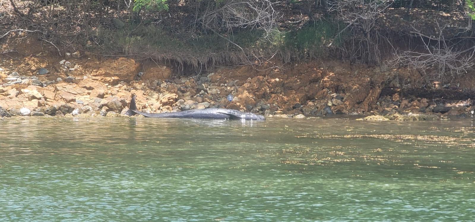 DRNA evalúa resto de ballenas pitos encontradas en islote Piñero al norte de Fajardo