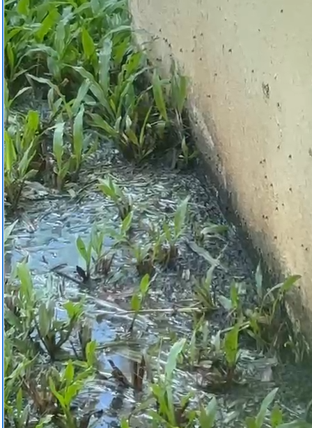 Residentes de residencial en Humacao denuncian inacción en resolver desborde de aguas usadas