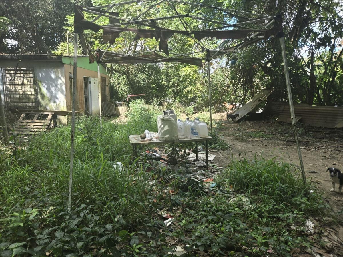 Fiscalía de Caguas explica archivo de caso de matrimonio que vivía con menor y  más de 40 perros