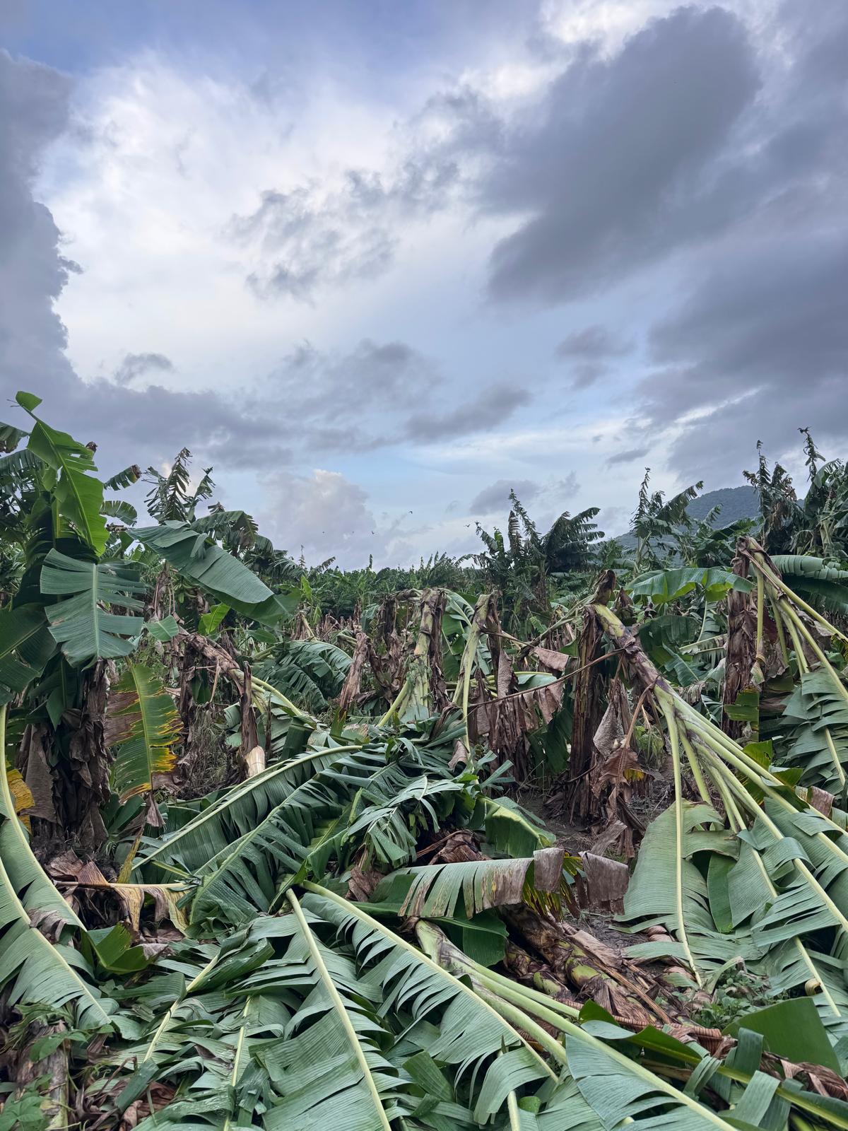 Agricultores de plátanos sufren efectos de Erin en Maunabo