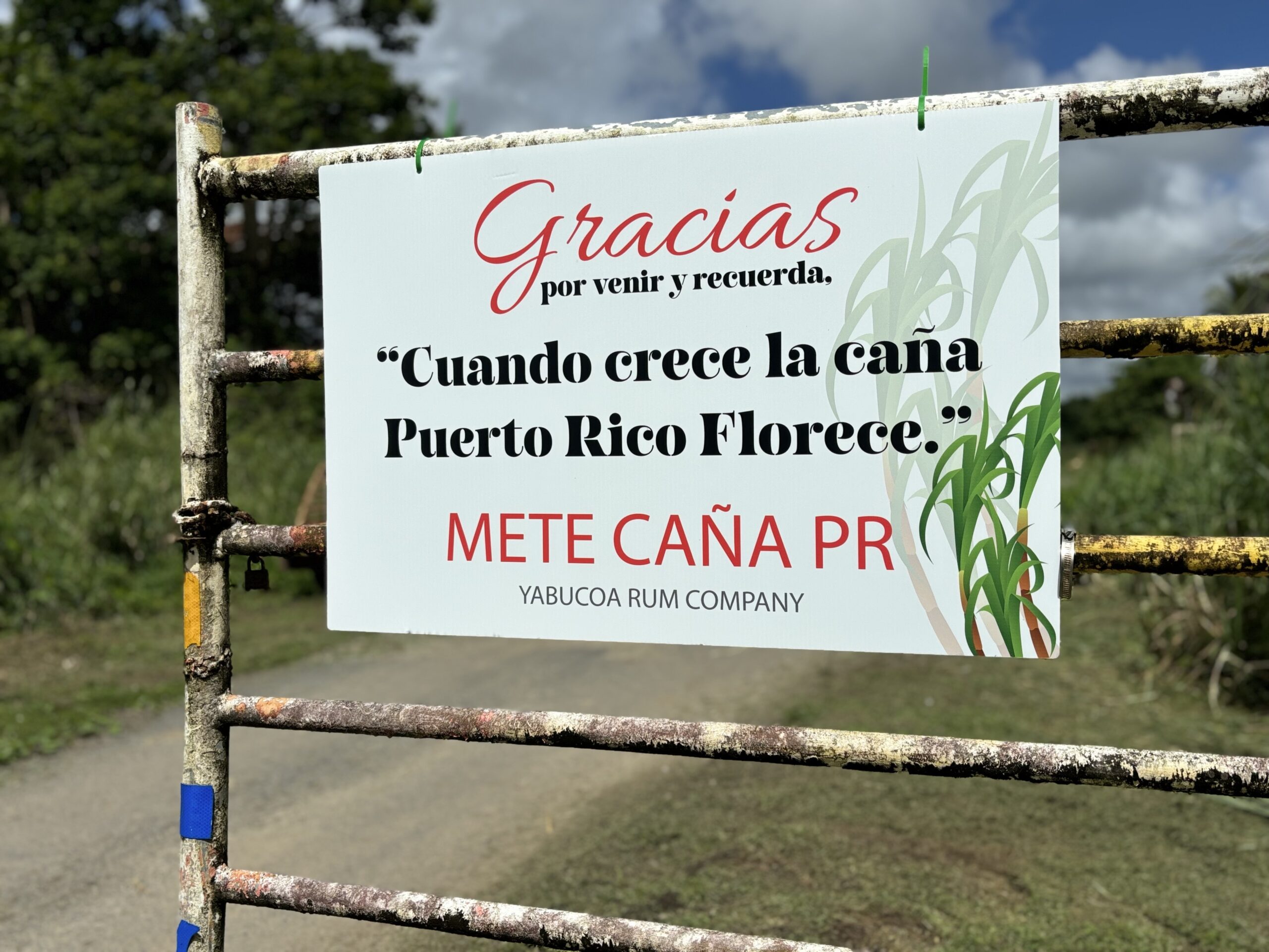 Renace la caña en Yabucoa: Yabucoa Rum Company lanza proyecto agroindustrial en la Antigua Central Roig